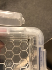 Pseudeuophrys lanigera