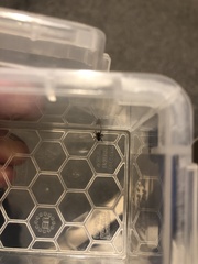 Pseudeuophrys lanigera