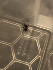 Pseudeuophrys lanigera