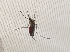 Aedes trivittatus