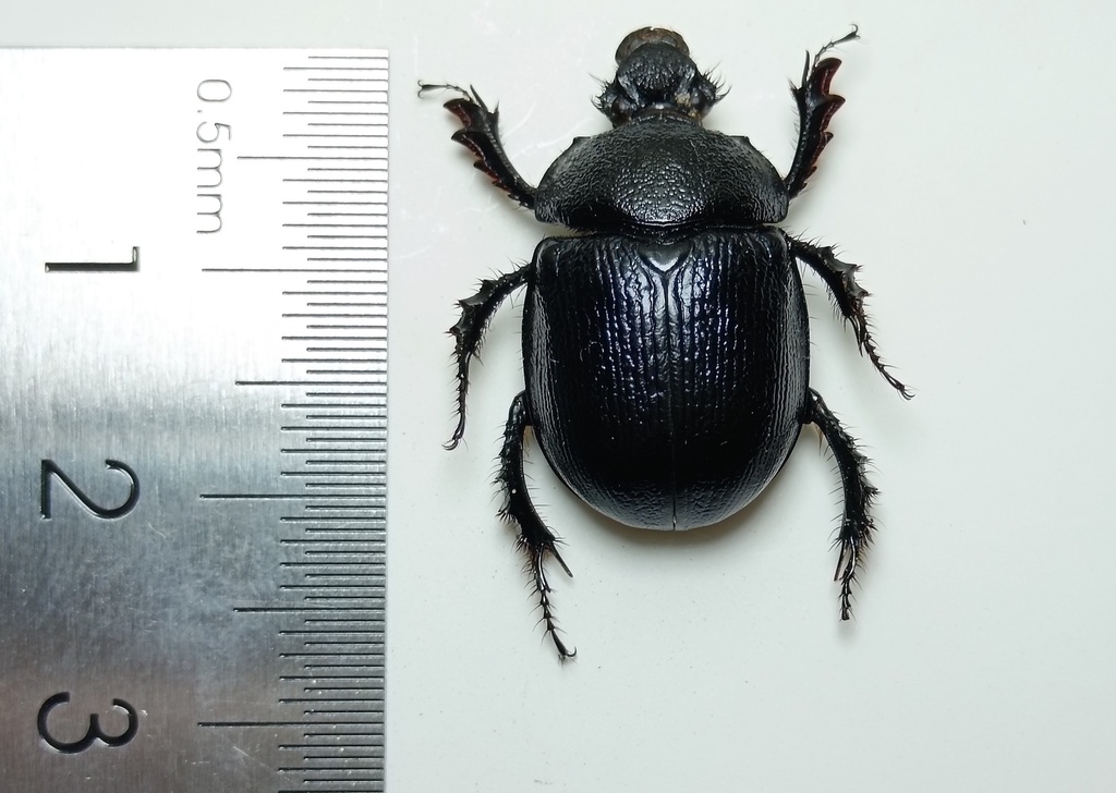 Enoplotrupes irregularis
