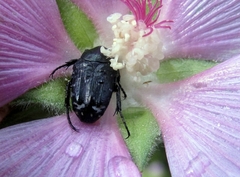 Oxythyrea funesta
