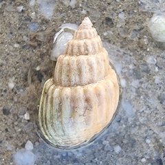 Nassarius nodiferus