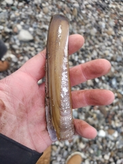 Ensis