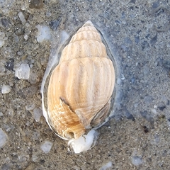 Nassarius nodiferus