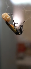 Chauliognathus imperialis