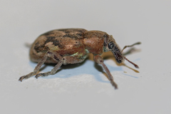 Coniatus