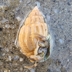 Nassarius nodiferus