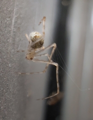 Chauliognathus imperialis