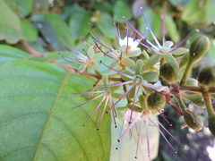 Hirtella hebeclada