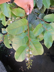 Hirtella hebeclada