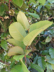 Hirtella hebeclada