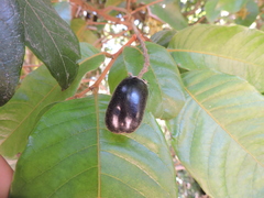 Hirtella hebeclada