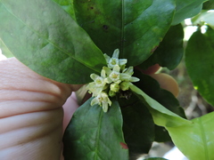 Erythroxylum cuspidifolium