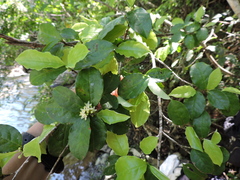 Erythroxylum cuspidifolium