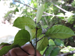 Erythroxylum cuspidifolium
