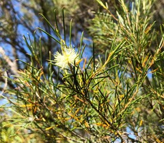 Melaleuca uncinata