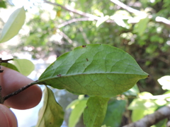Erythroxylum cuspidifolium