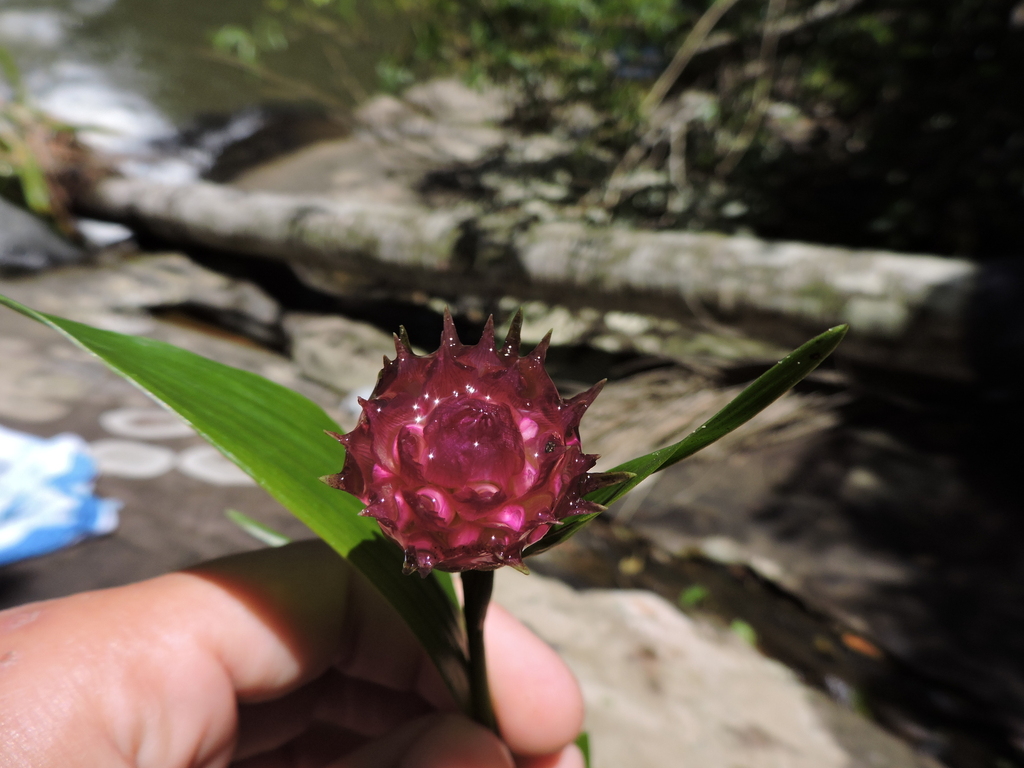 Elleanthus brasiliensis