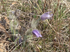 Pulsatilla grandis