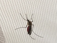 Aedes trivittatus