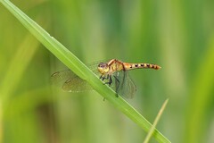 Diplacodes melanopsis