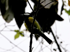 Parus monticolus