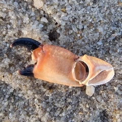 Myomenippe hardwickii