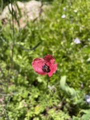 Papaver hybridum