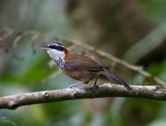 Oriolus traillii ardens