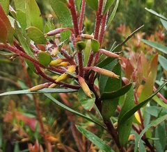 Persoonia myrtilloides