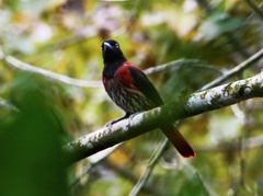 Oriolus traillii ardens