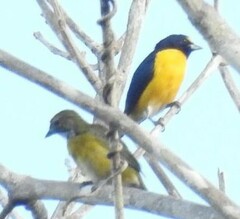 Euphonia minuta