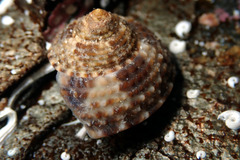 Clanculus limbatus
