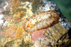 Ischnochiton