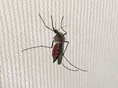 Aedes trivittatus