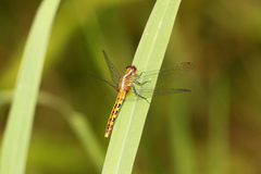 Diplacodes melanopsis