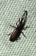 Amorphocephalina