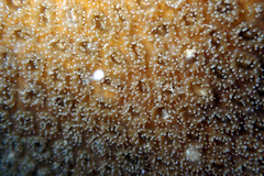 Plesiastrea versipora