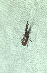 Amorphocephalina
