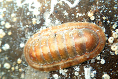 Ischnochiton cariosus