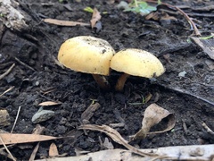 Amanita flavella