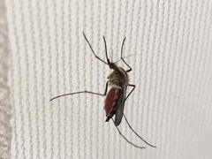 Aedes trivittatus
