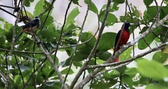 Oriolus traillii ardens