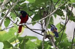 Oriolus traillii ardens