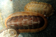 Ischnochiton torri