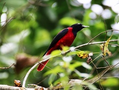 Oriolus traillii ardens