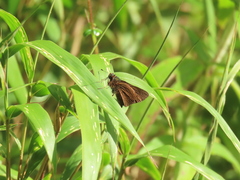 Psoralis exclamationis