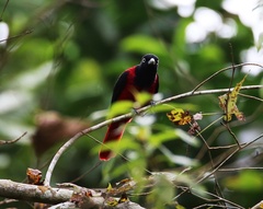 Oriolus traillii ardens