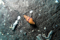 Mitrella menkeana